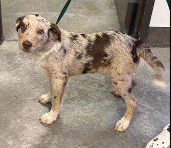 Fruit Loop -  Catahoula Leopard Dog and Mixed Breed Dog for Adoption in Bridgewater, New Jersey - Fruit Loop | PetCurious