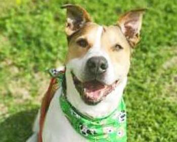 Mixed Breed Dogs Available for Adoption - DOBBIE | PetCurious