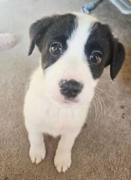 Mixed Breed Dogs Available for Adoption - Marcie | PetCurious