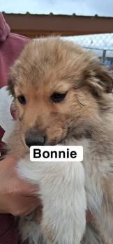 Australian Shepherd Dogs Available for Adoption in Lafayette, Colorado - Bonnie | PetCurious
