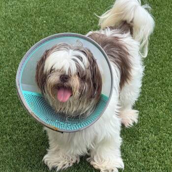 Happy Chris 7142 -  Shih Tzu Dog for Adoption in Loxahatchee Groves, Florida - Happy Chris 7142 | PetCurious