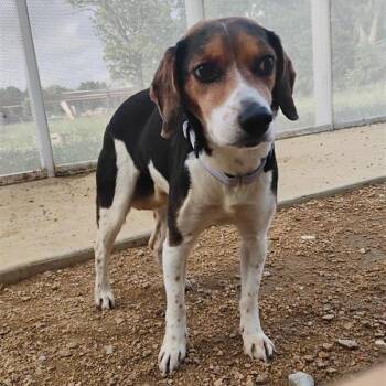Bagel -  Beagle and Mixed Breed Dog for Adoption in Bentonville, Arkansas - Bagel | PetCurious