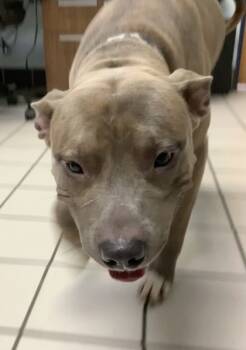 Rescue Pit Bull Terrier and Mixed Breed Dogs for Adoption in Largo, Florida - Mister Moose | PetCurious