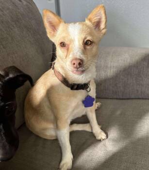 Rescue Chihuahua Dogs for Adoption in Tacoma, Washington - Patience | PetCurious