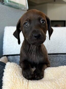 Labrador Retriever and Terrier Dogs Available for Adoption in Cottonwood, Arizona - Axton | PetCurious
