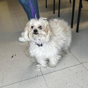 Cupcake -  Mixed Breed Dog for Adoption in Davenport, Iowa - Cupcake | PetCurious