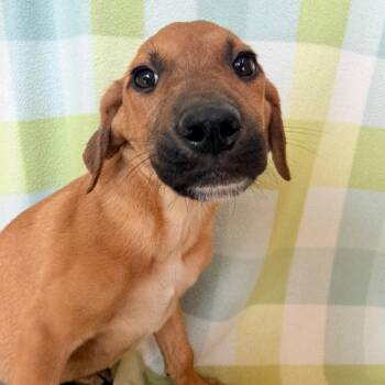 Debut in NH. Come Meet our Adoptable Dogs Wednesday-Saturday. Mo -  Shepherd Dog for Adoption in Manchester, New Hampshire - Debut In NH. Come Meet Our Adoptable Dogs Wednesday-Saturday. Mo | PetCurious