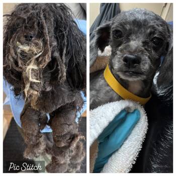 Little Bear -  Poodle Dog for Adoption in Stamford, Connecticut - Little Bear | PetCurious