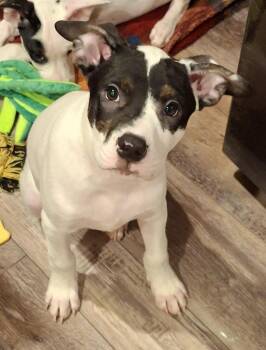 PEPPER -  Australian Cattle Dog Blue Heeler Dog for Adoption in Broomfield, Colorado - PEPPER | PetCurious
