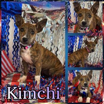 Kimchi -  Terrier Dog for Adoption in Hatfield, Pennsylvania - Kimchi | PetCurious
