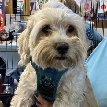 Andres -  Maltese and Mixed Breed Dog for Adoption in Las Vegas, Nevada - Andres | PetCurious