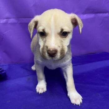 Pomeranian and Husky Dogs Available for Adoption - Ramen | PetCurious