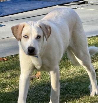 Yellow Labrador Retriever Dogs Available for Adoption - Leonardo Aka Loki | PetCurious