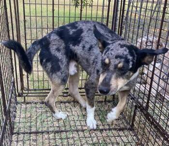 OZZIE -  Australian Cattle Dog Blue Heeler Dog for Adoption in Dallas, Texas - OZZIE | PetCurious