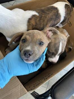 American Staffordshire Terrier and Chihuahua Dogs Available for Adoption - MIKO | PetCurious