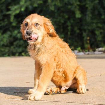 Woody -  Mixed Breed Dog for Adoption in Groveland, Massachusetts - Woody | PetCurious