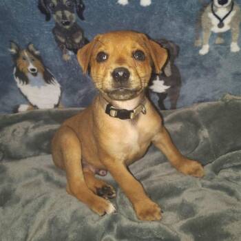 Declan -  Mixed Breed Dog for Adoption in Binghamton, New York - Declan | PetCurious
