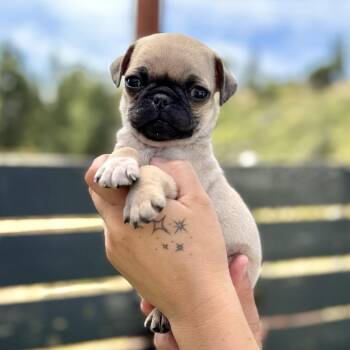 Mashed Potato -  Pug Dog for Adoption in San Diego, California - Mashed Potato | PetCurious