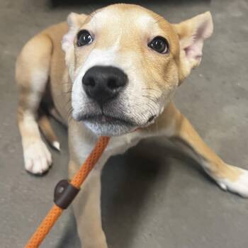 Neko -  Shepherd and Mixed Breed Dog Available for Adoption in Tampa, Florida - Neko | PetCurious
