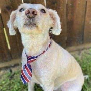 Rescue Standard Poodle and Standard Schnauzer Dogs for Adoption in Lewisville, Texas - Cody | PetCurious