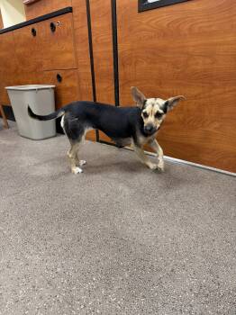 Rat Terrier and Chihuahua Dogs Available for Adoption in Union Beach, New Jersey - Margo | PetCurious