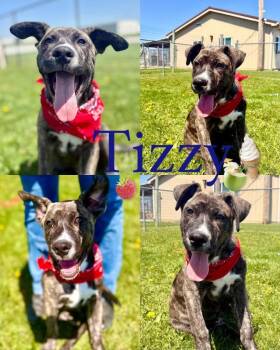 Mountain Cur Dogs Available for Adoption in Rensselaer, Indiana - Tizzy | PetCurious