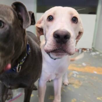 Porkie -  Boxer and Pit Bull Terrier Dog for Adoption in Melrose, Florida - Porkie | PetCurious