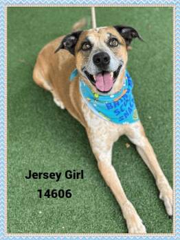 Rescue Australian Cattle Dog Blue Heeler and Hound Dogs for Adoption in Marietta, Georgia - JERSEY GIRL | PetCurious
