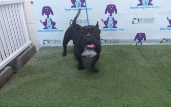DIVA -  English Bulldog and Mixed Breed Dog for Adoption in Orlando, Florida - DIVA | PetCurious