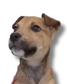 Rescue Labrador Retriever Dogs for Adoption in Buffalo, Minnesota - Bubbles | PetCurious