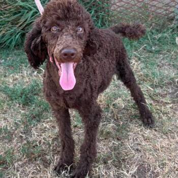 Ganache -  Standard Poodle Dog for Adoption in Zimmerman, Minnesota - Ganache | PetCurious