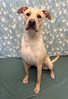 Daisy -  Labrador Retriever and Pit Bull Terrier Dog for Adoption in Benld, Illinois - Daisy | PetCurious