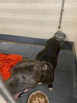 Rescue Pit Bull Terrier Dogs for Adoption in Indianapolis, Indiana - MOMMA | PetCurious