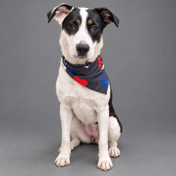 Shandy -  Australian Shepherd Dog for Adoption in Plaquemine, Louisiana - Shandy | PetCurious