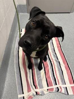 KATYA -  Labrador Retriever and Boxer Dog for Adoption in Indianapolis, Indiana - KATYA | PetCurious