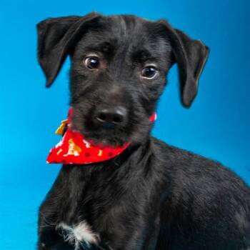 Labrador Retriever and Giant Schnauzer Dogs Available for Adoption - JUJUBE | PetCurious