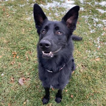 Ryder -  Mixed Breed Dog for Adoption in Murray, Utah - Ryder | PetCurious