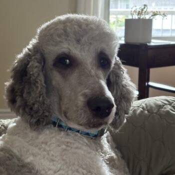 Tisa -  Standard Poodle Dog for Adoption in Courtice, Ontario - Tisa | PetCurious