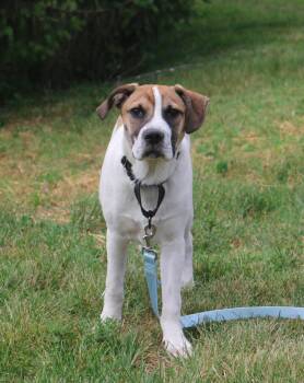 Kai -  Pit Bull Terrier and German Shepherd Dog Dog for Adoption in Stuarts Draft, Virginia - Kai | PetCurious