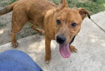 Shepherd Dogs Available for Adoption in Vancouver, Washington - Gus Gus | PetCurious