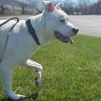 Mixed Breed Dogs Available for Adoption in Walker, Michigan - Zeus | PetCurious