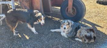 FOSTER ME - Nonnie -  Australian Shepherd Dog for Adoption in Grafton, Wisconsin - FOSTER ME - Nonnie | PetCurious