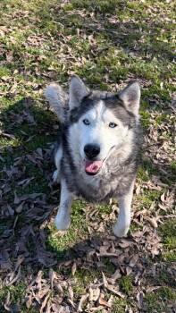 Husky Dogs Available for Adoption - Ashton | PetCurious