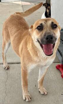 Prezlie -  Cattle Dog and Shepherd Dog for Adoption in Fort Lupton, Colorado - Prezlie | PetCurious