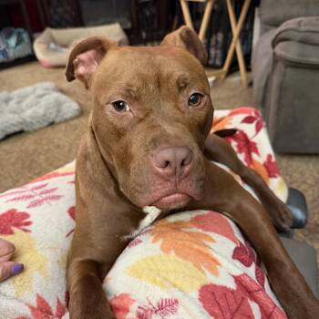 American Bully Dogs Available for Adoption in Kenmore, New York - Tink | PetCurious