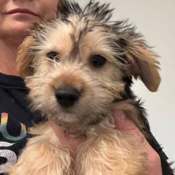 John -  Yorkshire Terrier Dog Available for Adoption in Houston, Texas - John | PetCurious
