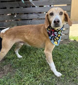 Rescue Hound and Mixed Breed Dogs for Adoption in Gulfport, Mississippi - Hubba | PetCurious