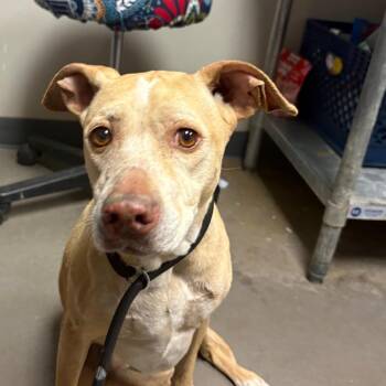Mixed Breed Dogs Available for Adoption in Yuma, Arizona - PIXIE | PetCurious