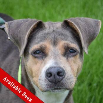 Piper -  Manchester Terrier and Beagle Dog for Adoption in Huntley, Illinois - Piper | PetCurious