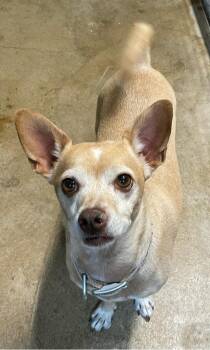 Cuddles -  Chihuahua Dog for Adoption in Polson, Montana - Cuddles | PetCurious